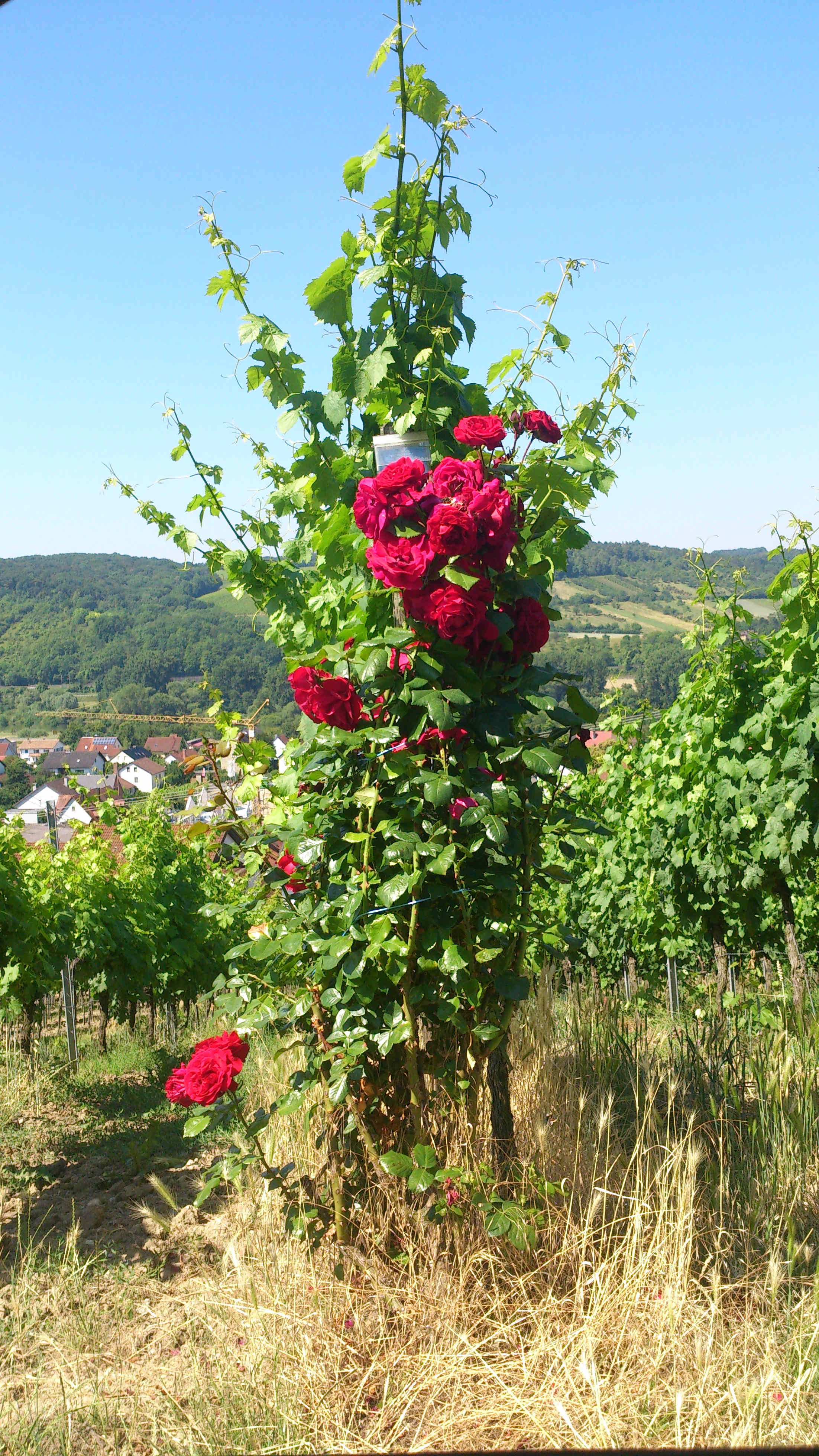 roseWeinberg